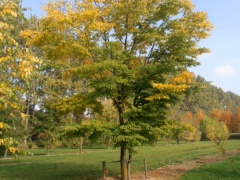 Zelkova serrata - Zelkove-Urheberrecht: https://www.vdberk.de/media/93220/zelkova_serrata_2-1.jpg