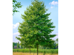 Alnus x spaethii `Spaeth` - Späth Erle-Urheberrecht: https://www.vdberk.de/media/Bomen/ALSSPAET/Alnus%20spaethii%20Spaeth%2060-70%20.jpg