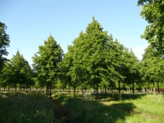 Tilia europaea 'Pallida' - Kaiserlinde 'Pallida'-Urheberrecht: https://www.vdberk.de/media/88220/tilia_europaea_pallida_4.jpg