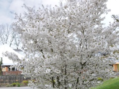 Prunus incisa 'The Bride' - Brautkirsche-Urheberrecht: https://www.vdberk.de/media/74670/prunus-the-bride.jpg