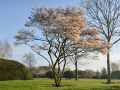 Amelanchier lamarckii - Kupferfelsenbirne-Copyright : https://www.solitair.be/de/trees/amelanchier-lamarckii/