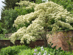 Cornus controversa - Etagen Hartriegel-Urheberrecht: Flora Press/GWI