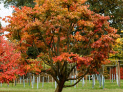 Parrotia persica - Eisenholzbaum-Urheberrecht: https://www.lve-baumschule.de/media/70/5f/72/1646916685/7060704.JPG